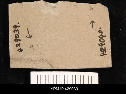 undet. Diptera