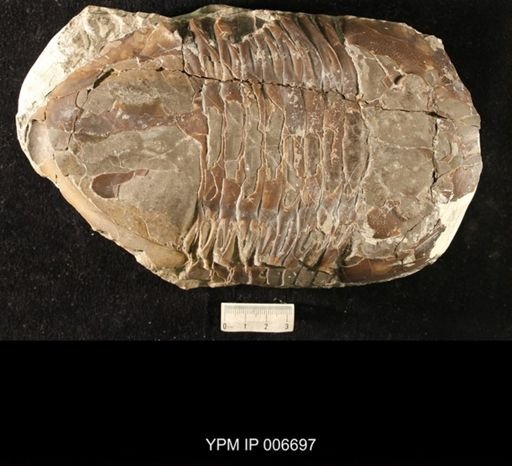 Isotelus gigas