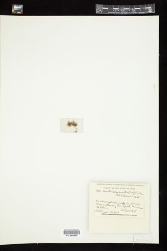 Hapalosiphon pumilus