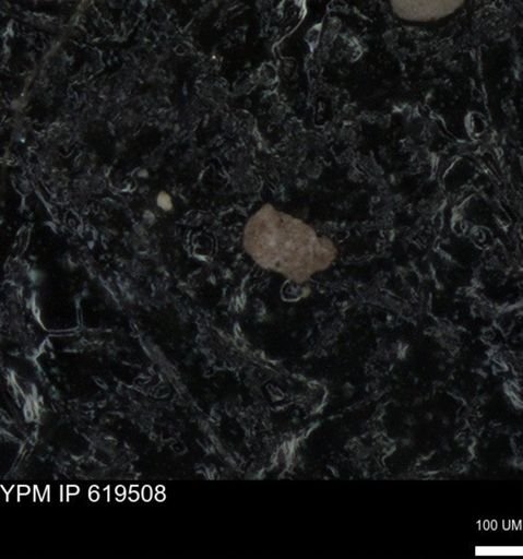 undet. Foraminiferida