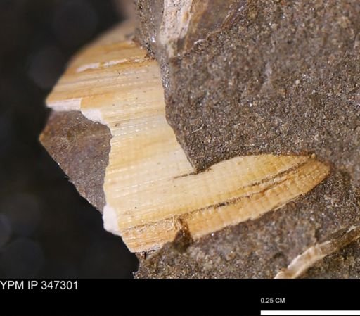 Limopsis striatopunctatus