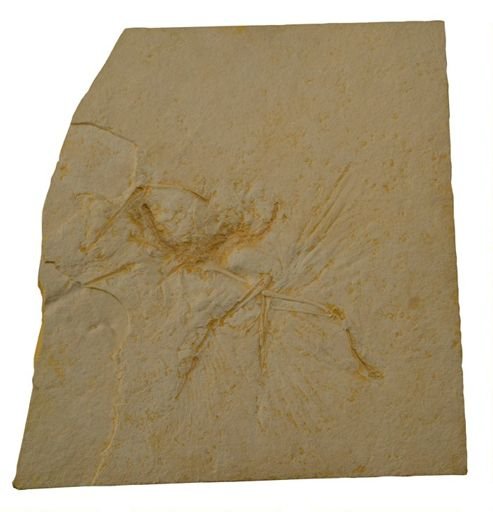 Archaeopteryx lithographica