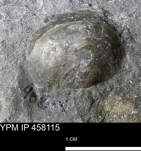 Pholidostrophia iowaensis
