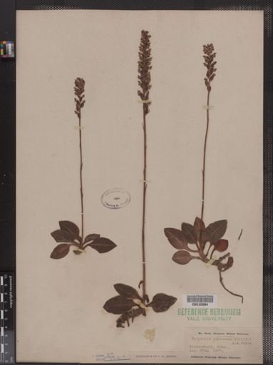 Epipactis pubescens