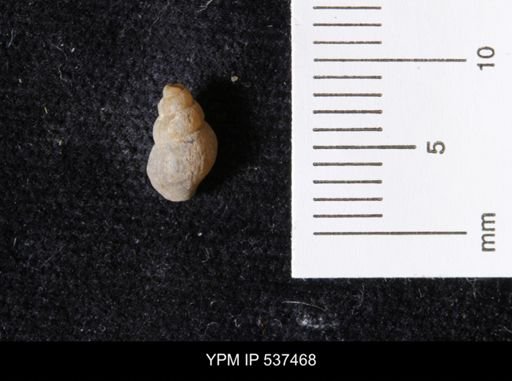 Goniobasis ortmanni