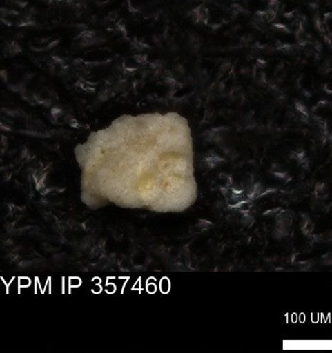 undet. Foraminiferida