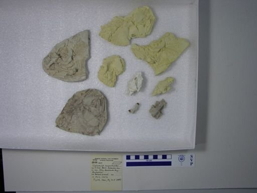 Watsonulus eugnathoides