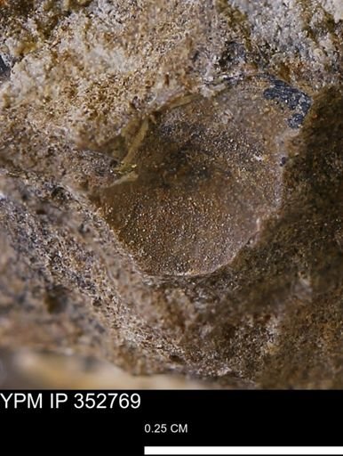 undet. Mollusca