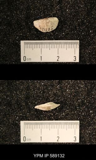 Sowerbyella sericea