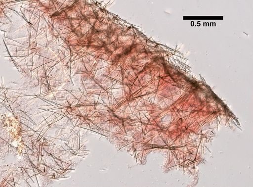 Halichondria panicea