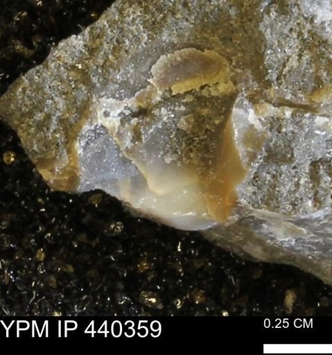 undet. Bivalvia