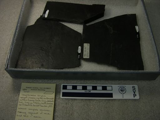 Tanytrachelos ahynis