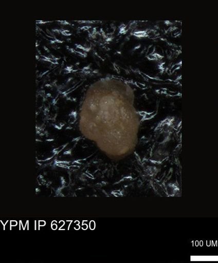 undet. Foraminiferida