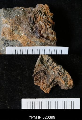 undet. Crinoidea