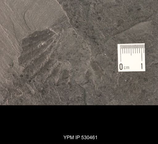 Cardiola palmata