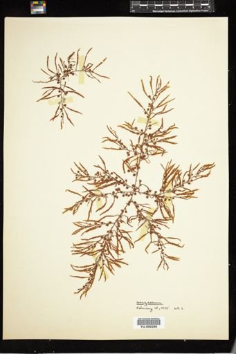 Sargassum