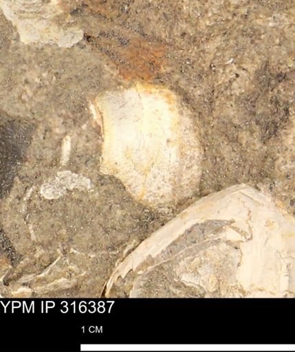 undet. Gastropoda