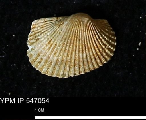 Scapharca transversa