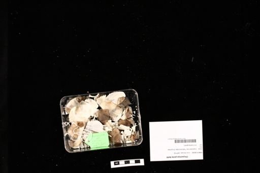 Chrysemys picta bellii