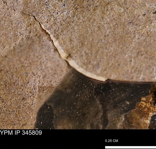 undet. Mollusca