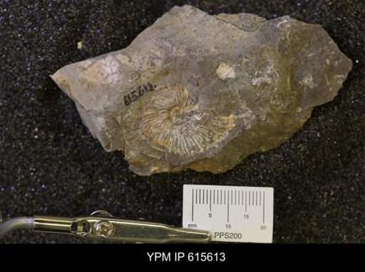 undet. Scaphitidae