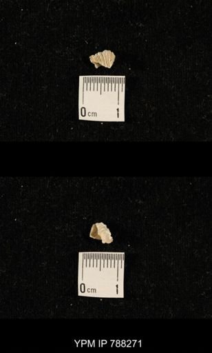 undet. Brachiopoda
