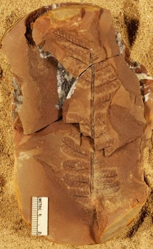 Pecopteris