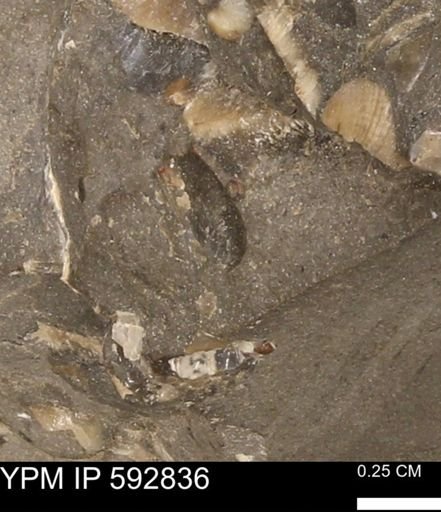 undet. Bivalvia
