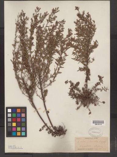 Lechea intermedia