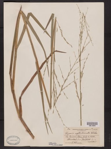Glyceria septentrionalis