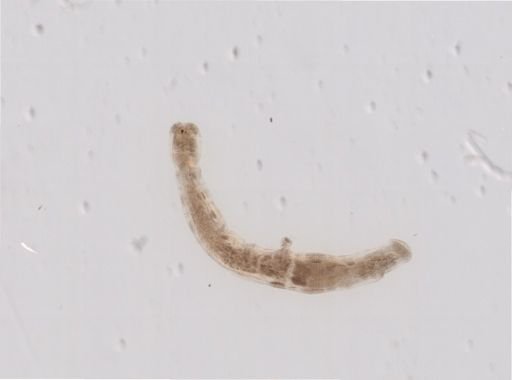 Cambarincola vitreus