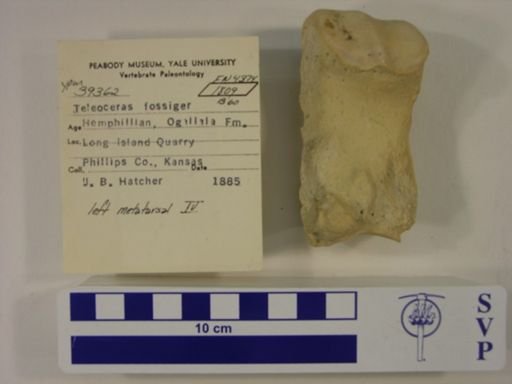 Teleoceras fossiger