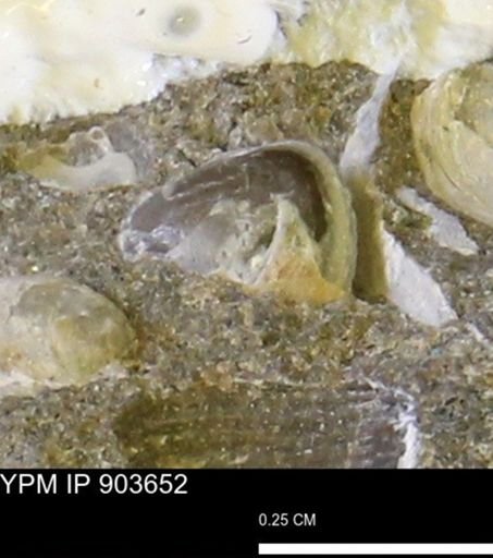 Corbulamella sp.