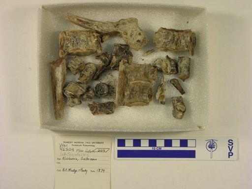 Ichthyodectes sp.