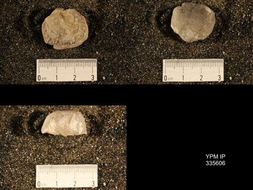 Linoproductus flemingi