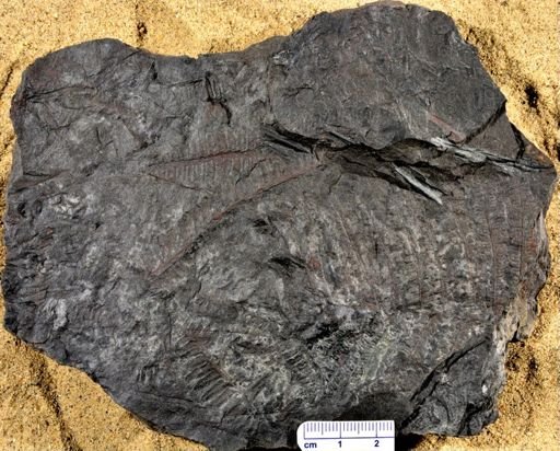 Pecopteris