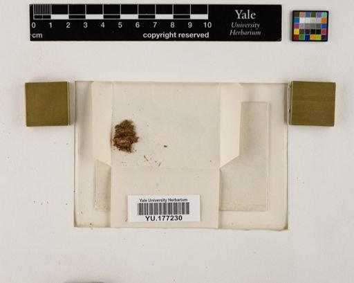 Plantae