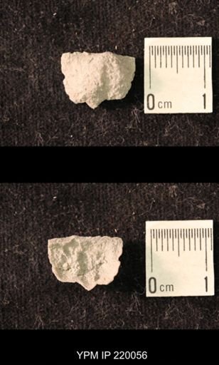 Chonetina flemingi alata