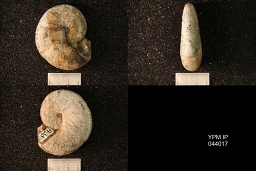 Hoploscaphites nicolletii