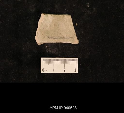 Lecorium elongatum