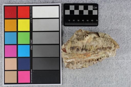 Merycoidodon culbertsoni