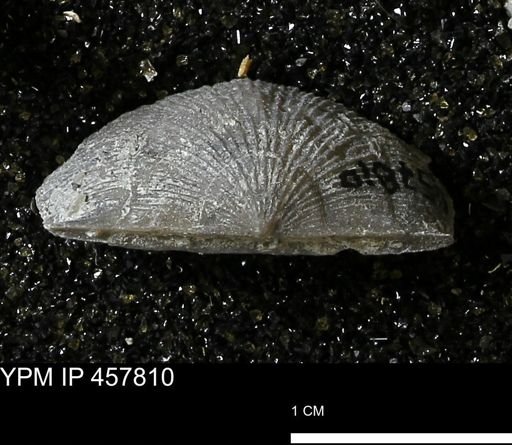 Strophodonta sp.