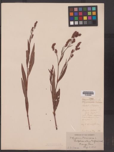 Polygonum persicaria
