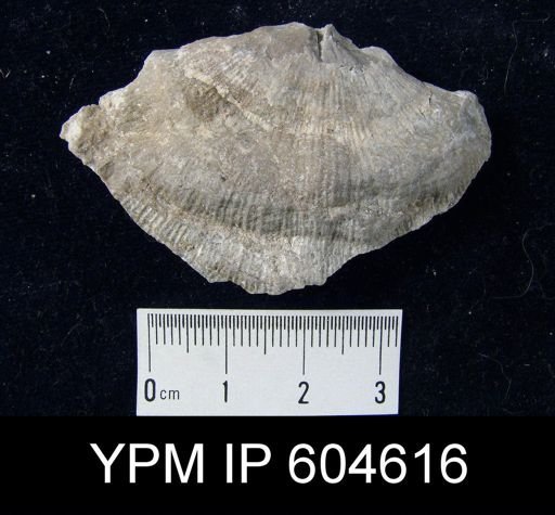 Derbyia sp.