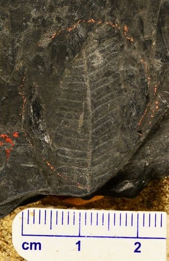 Pecopteris unita