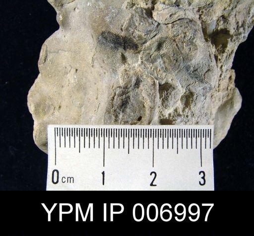 Philhedra sp.