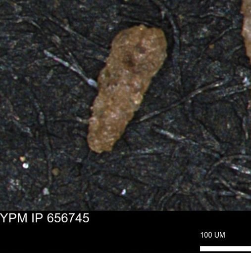 Verneuilina canadensis