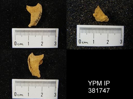 Macropleura macropleura