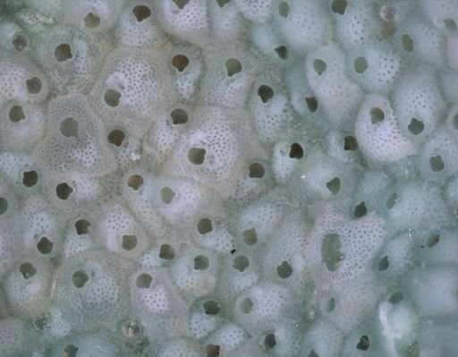 Stylopoma viride