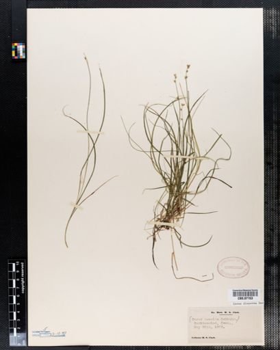 Carex disperma
